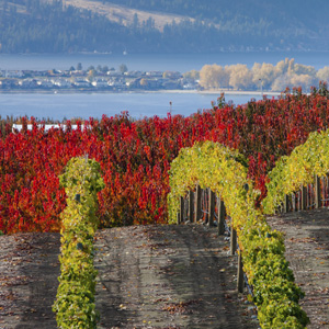 Weinreben im US-Staat Washington im Herbst