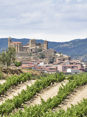 Weinreben um San Vicente de la Sonsierra, Rioja (Spanien)