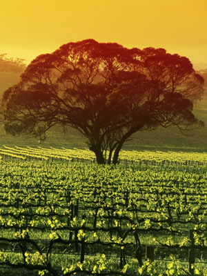 Sonnenaufgang über einem Weingarten im Barossa Valley, Australien