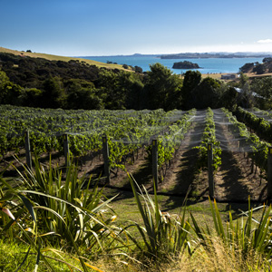 Im Marlborough Valley wächst der berühmte neuseeländische Sauvignon Blanc