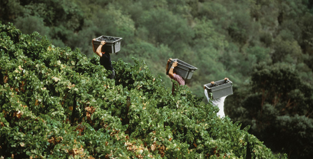 Weinregion Douro – Der Durchstarter Portugals
