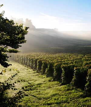 Der Trend zum biodynamischen Weinbau hält Einzug im Bordeaux