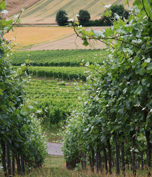 Die Weisse Burgunder Charta soll das Kraichgau als Weinregion bekannter machen