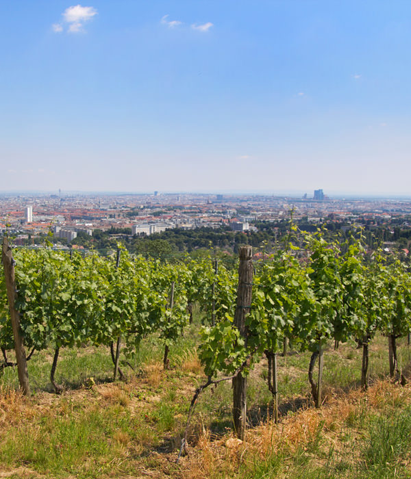 Die Wiener Weinberge gehören zum Kulturgut der Stadt und werden auch in Zukunft nicht bebaut