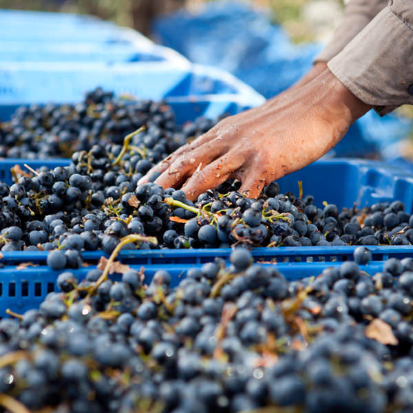Die Bilanz der OIV zeichnet ein gutes Bild der internationalen Lage im Weinbau