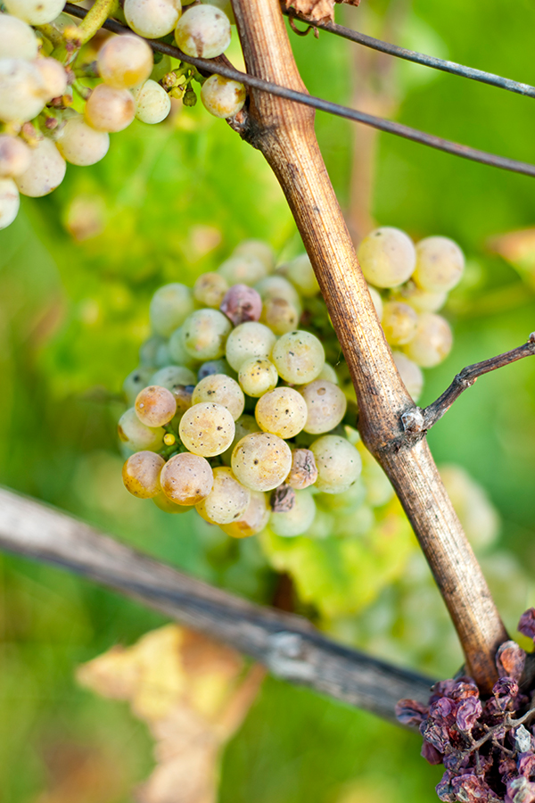 Seit 1716 wird auf dem historischen Weingut ausschliesslich Riesling angebaut