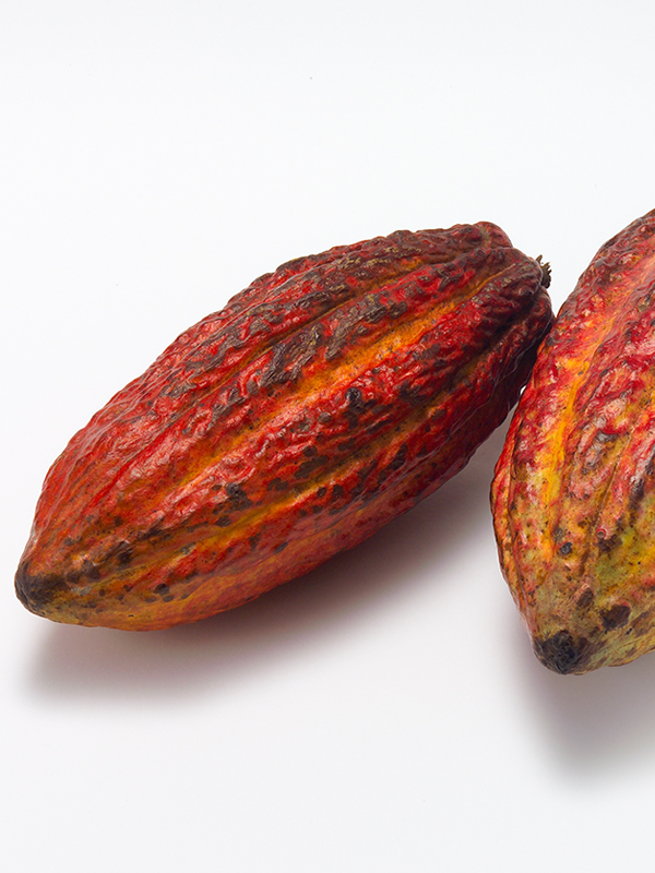 Der Anbau von Wein und Kakao ist gleichermassen arbeitsintensiv