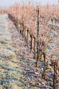 Der heftige Wintereinbruch macht den Winzern zu schaffen - in Österreich sind die Schäden besonders gross