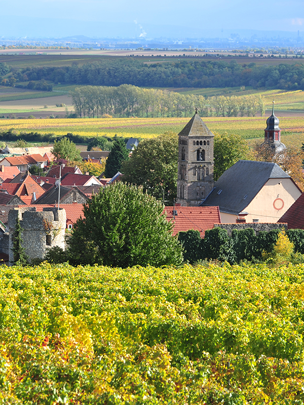 Rheinhessen - Deutschlands grösstes Weinbaugebiet befindet sich in einer echten Krise