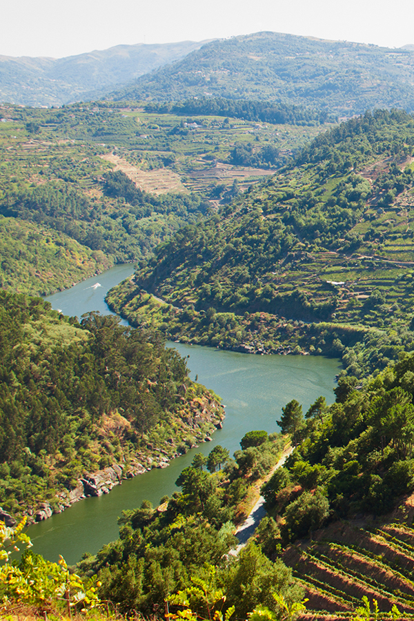 Im Douro-Tal wachsen die Reben des Porthaus Niepoort