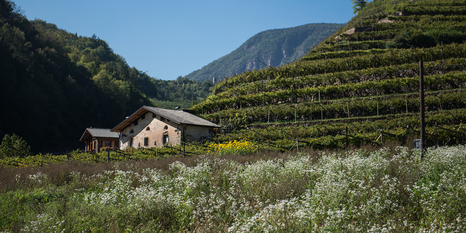 Das Trentino – der schönste Weingarten Europas