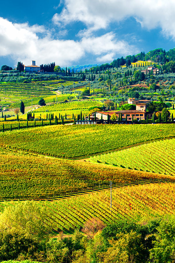 Weinberge in der Chianti-Region, Toskana