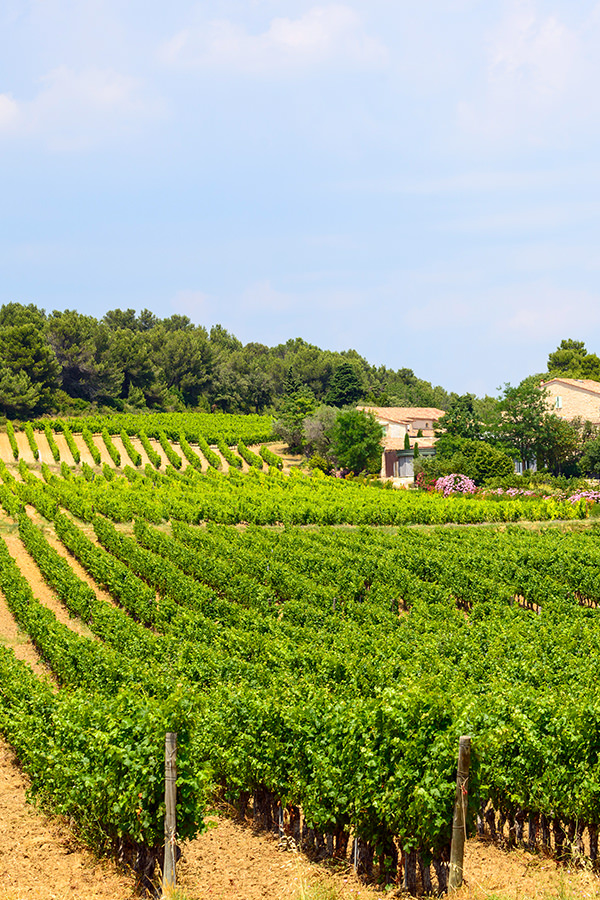 Weinreben in der Region Languedoc-Roussillon