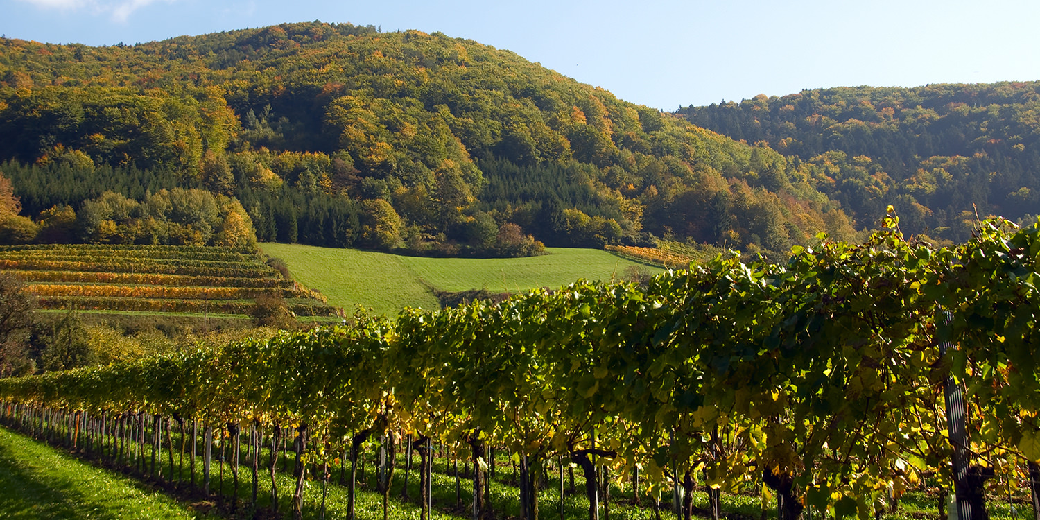 Diese Weinregionen Österreichs sollten Sie kennen