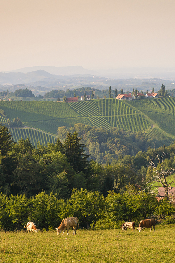 Ländliches Idyll und Wein im Burgenland 