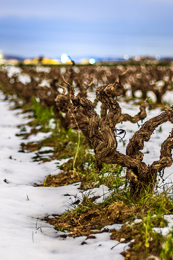  Kälte hat auch im Bordeaux Schaden angerichtet