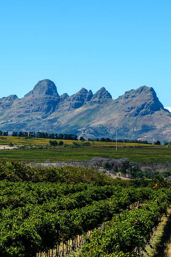 Stellenbosch – südafrikanisches Weinparadies