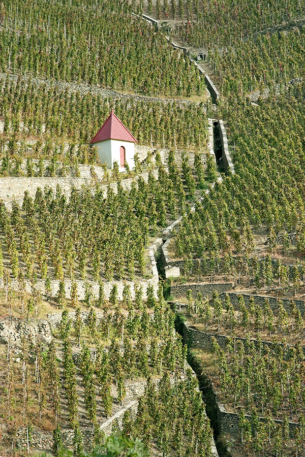 Weinberge im nördlichen Rhône-Tal
