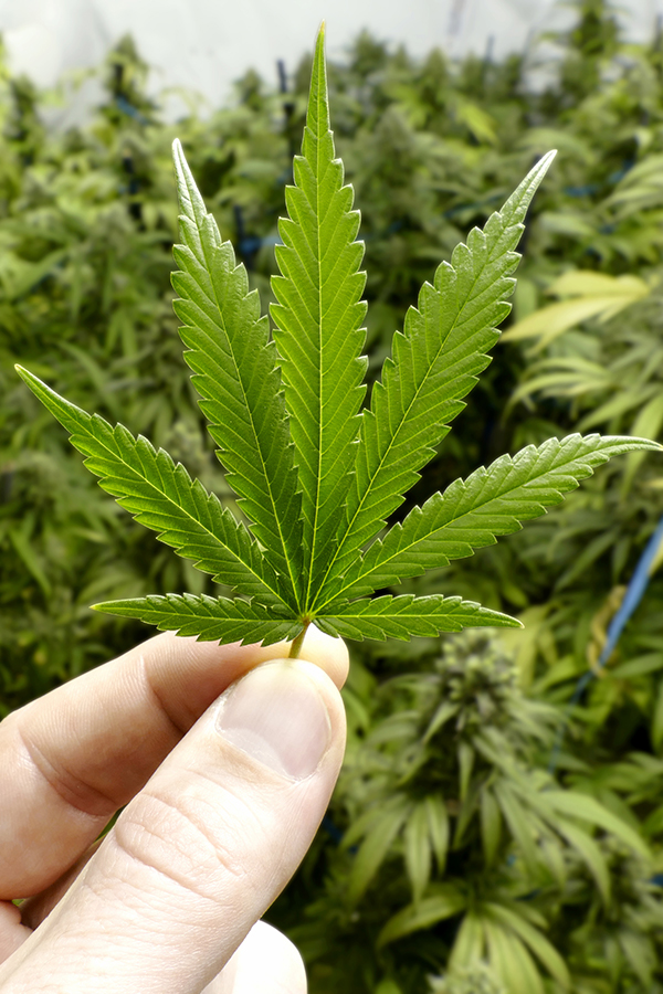  Marihuana als Nebenerwerb für US-Winzer