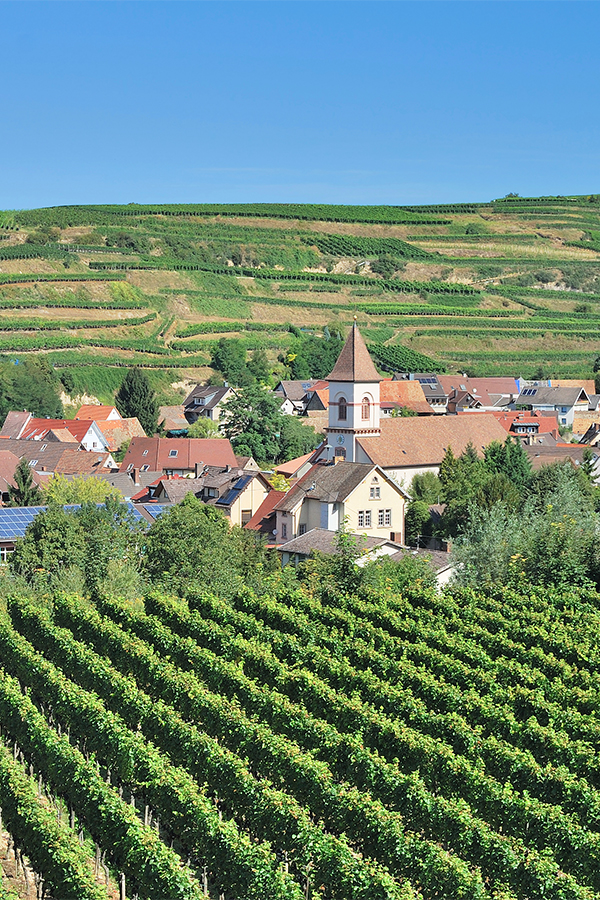 Die Weingärten Baden Württembergs erlebbar machen 