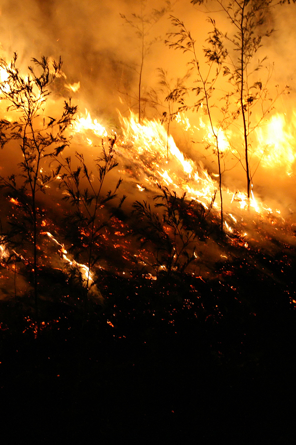 Verheerende Waldbrände gefährden auch kalifornische Weingüter